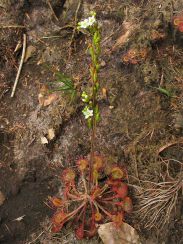 Росянка круглолистная (Drosera rotundifolia)